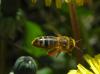 Apis mellifera